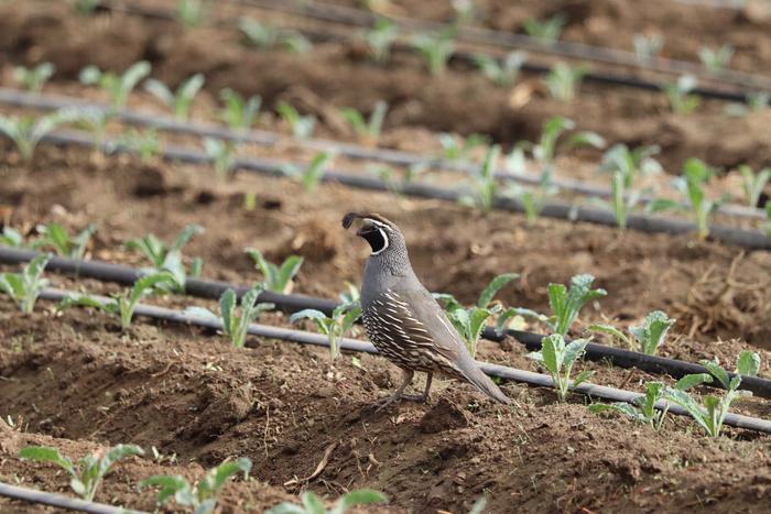 California quail in kale field