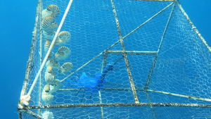 A nautilus trap in the water with nautiluses in it