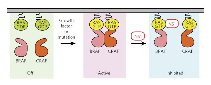 Model for NS1 Inhibition of RAS-mediated Signaling