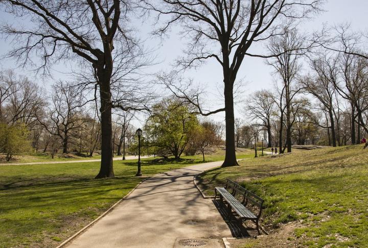 Urban forests losing ground in US