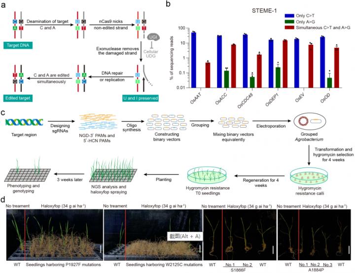 STEME-Mediated Directed Evolution of Endogenous Genes in Plants