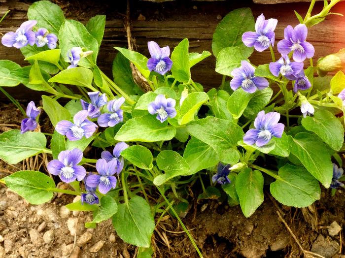 Wyoming violets