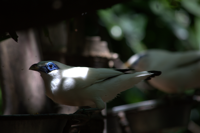 Bali myna (Leucopsar rothschildi)