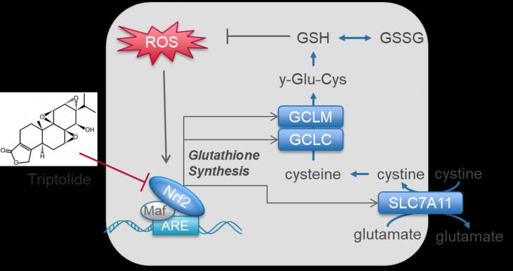 Glutathione Synthesis Is Controlled by Nrf2 Transcription Factor, and Can Be Disrupted by Triptolide