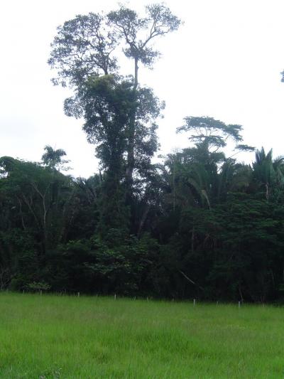Pasture and Rainforest