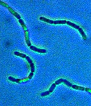 <i>Lactobacillus rhamnosus</i>