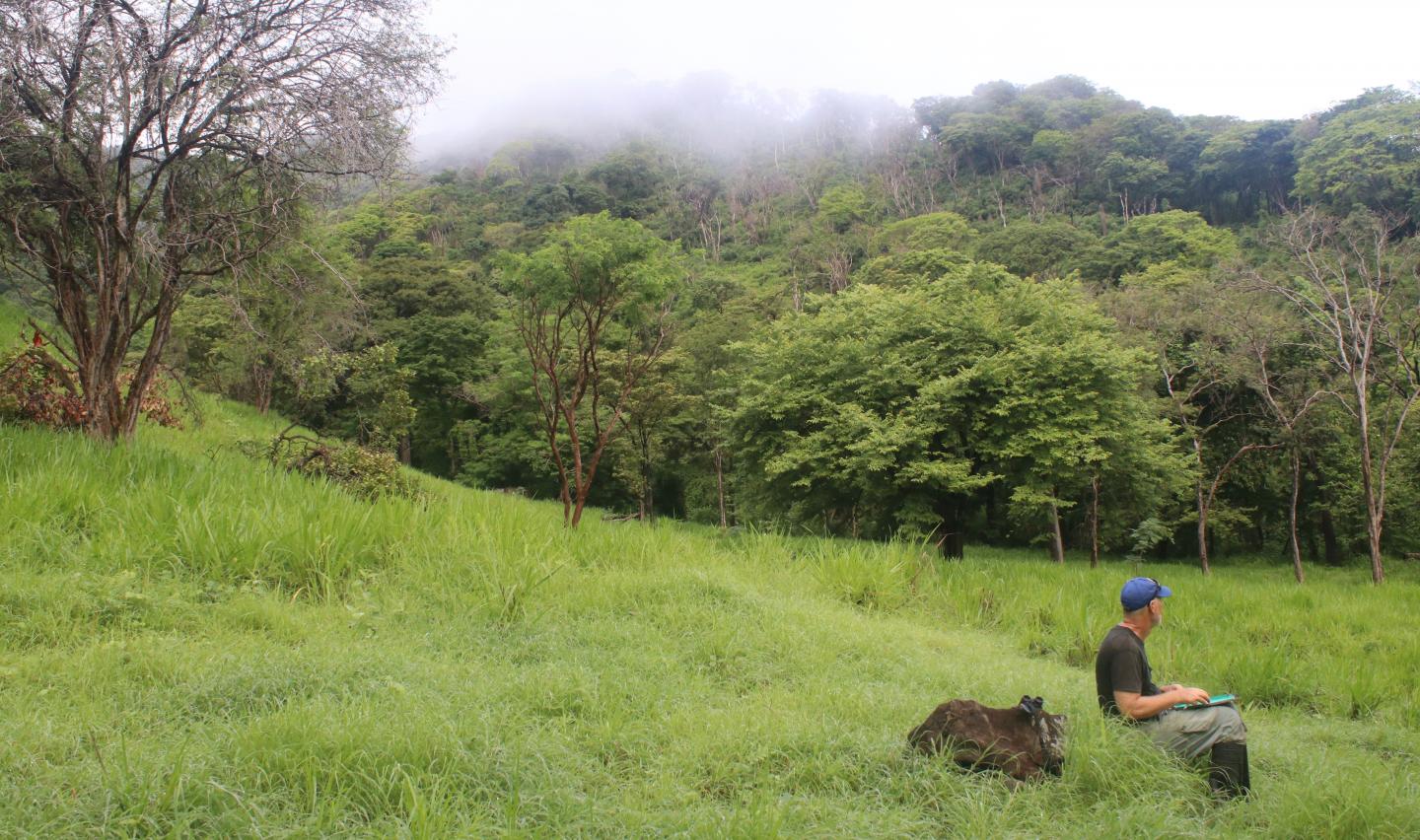 Ornithologist and cow in Costa Rica