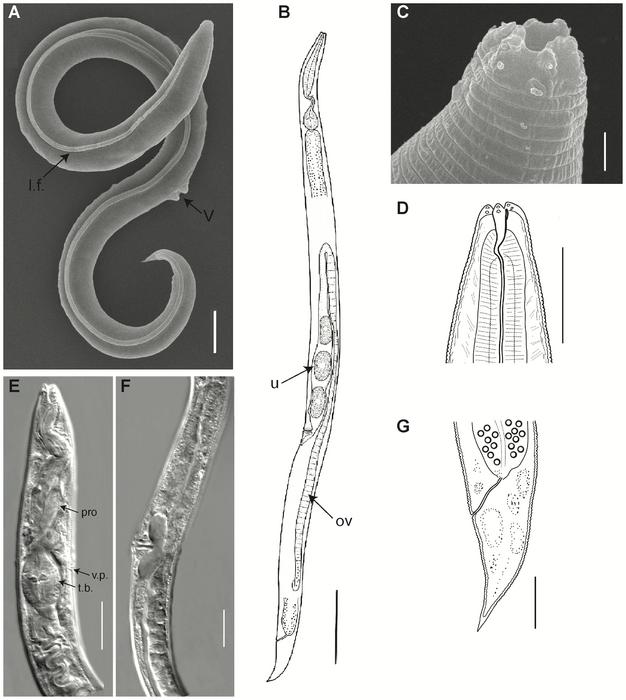 Nematode resurrected from Siberian permafrost