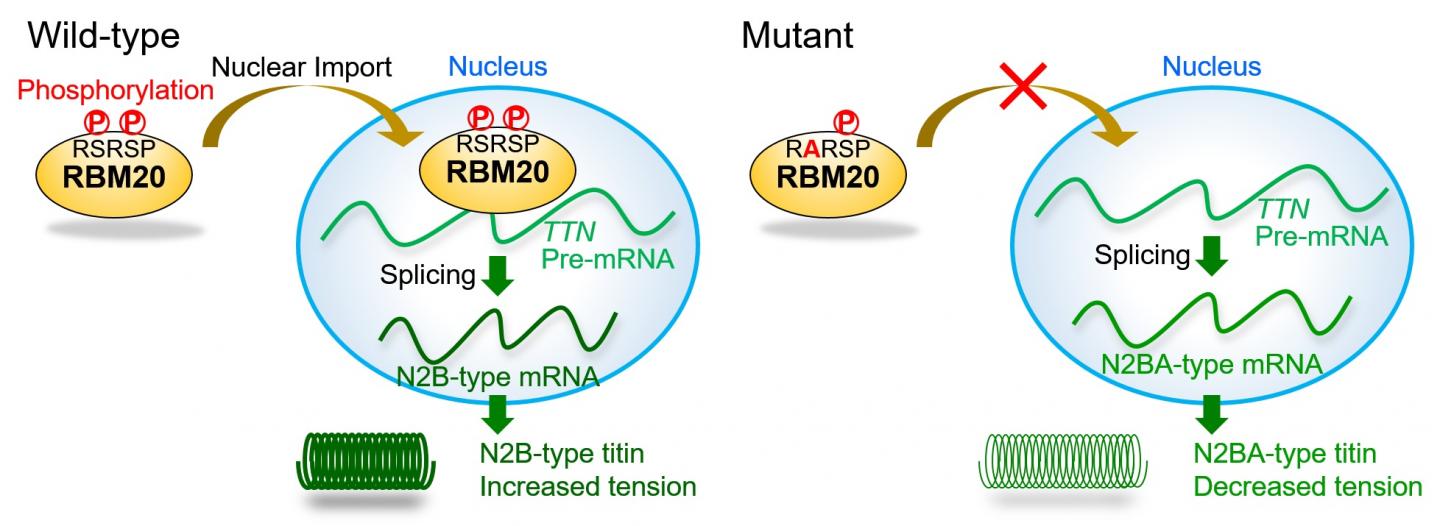 Figure: Models for Alternative Splicing Regulation of TTN pre-mRNAs by Wild-Typece