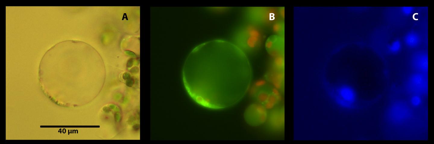 Citrus Leaf Parenchyma Protoplast