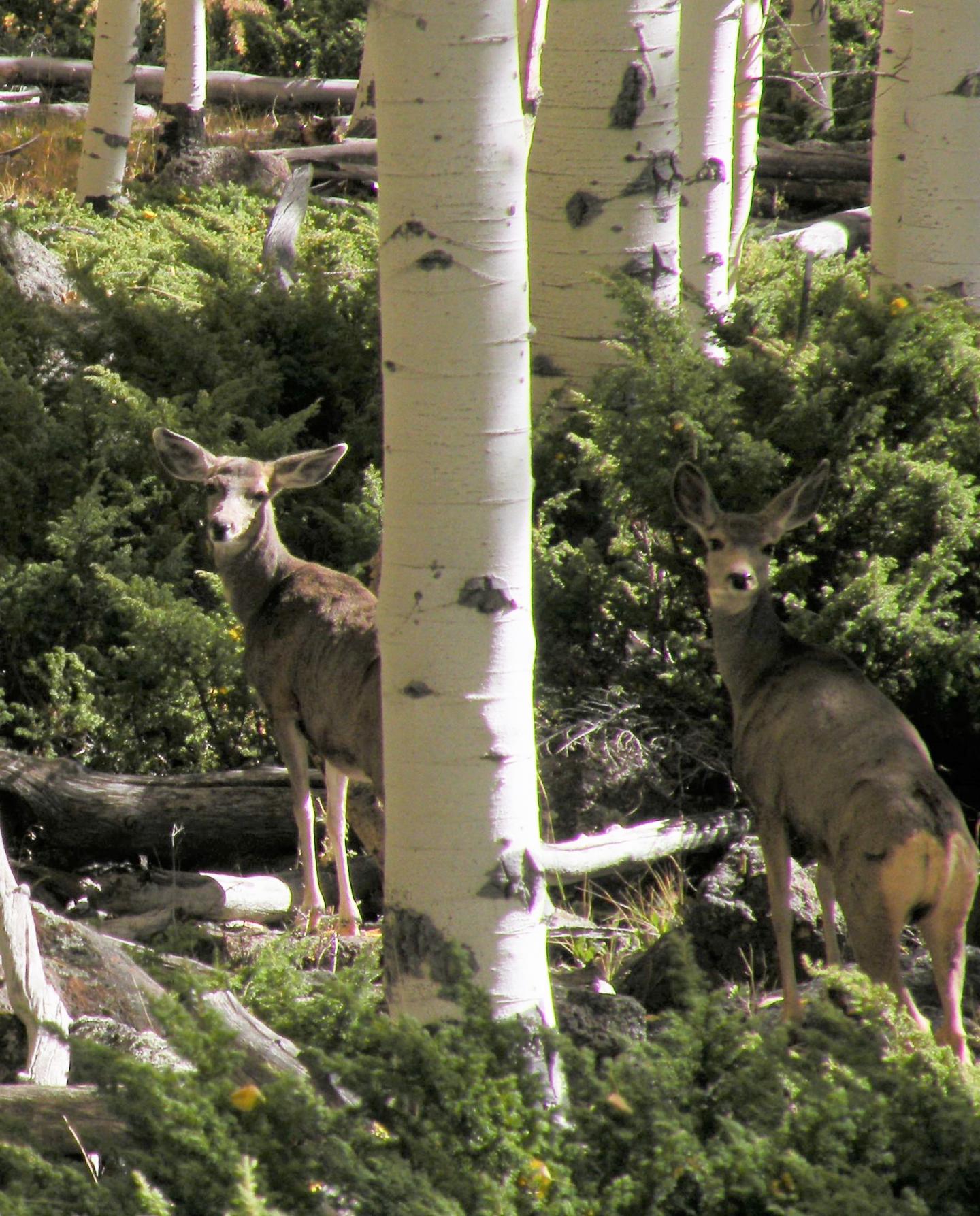 Deer at Utah's Pando Aspen Clone
