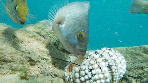 Fish feeding on a D. setosum urchin carcass in the Mediterranean Sea