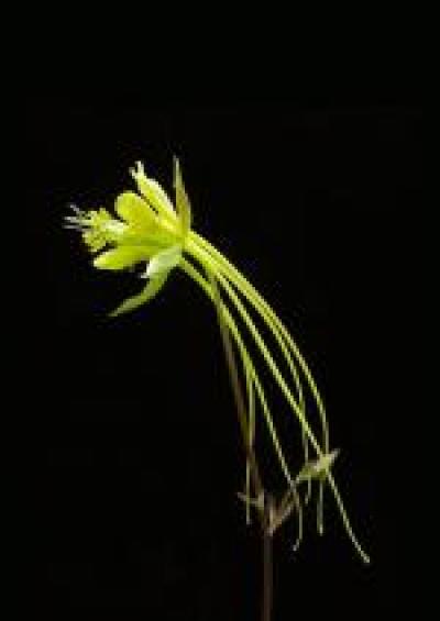 <i>Aquilegia longissima</i> flower