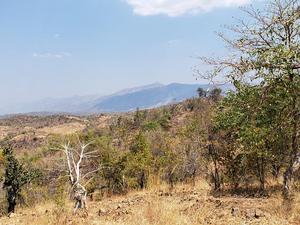 Miombo woodland in Malawi