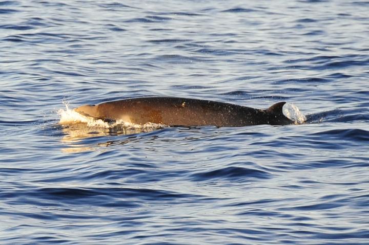 A Photo of a Rare Shepherds Beaked Whale Captured Late Last Month