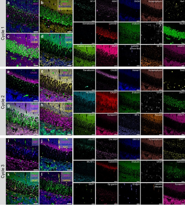 Picasso Technique Drives Biological Molecules Eurekalert