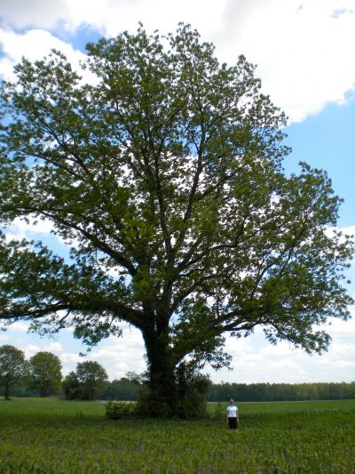 Pecan (<i>Carya illinoinensis</i>)