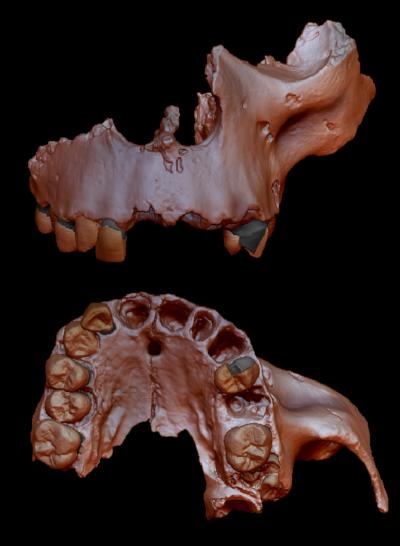 Digital reconstruction of Homo antecessor specimen