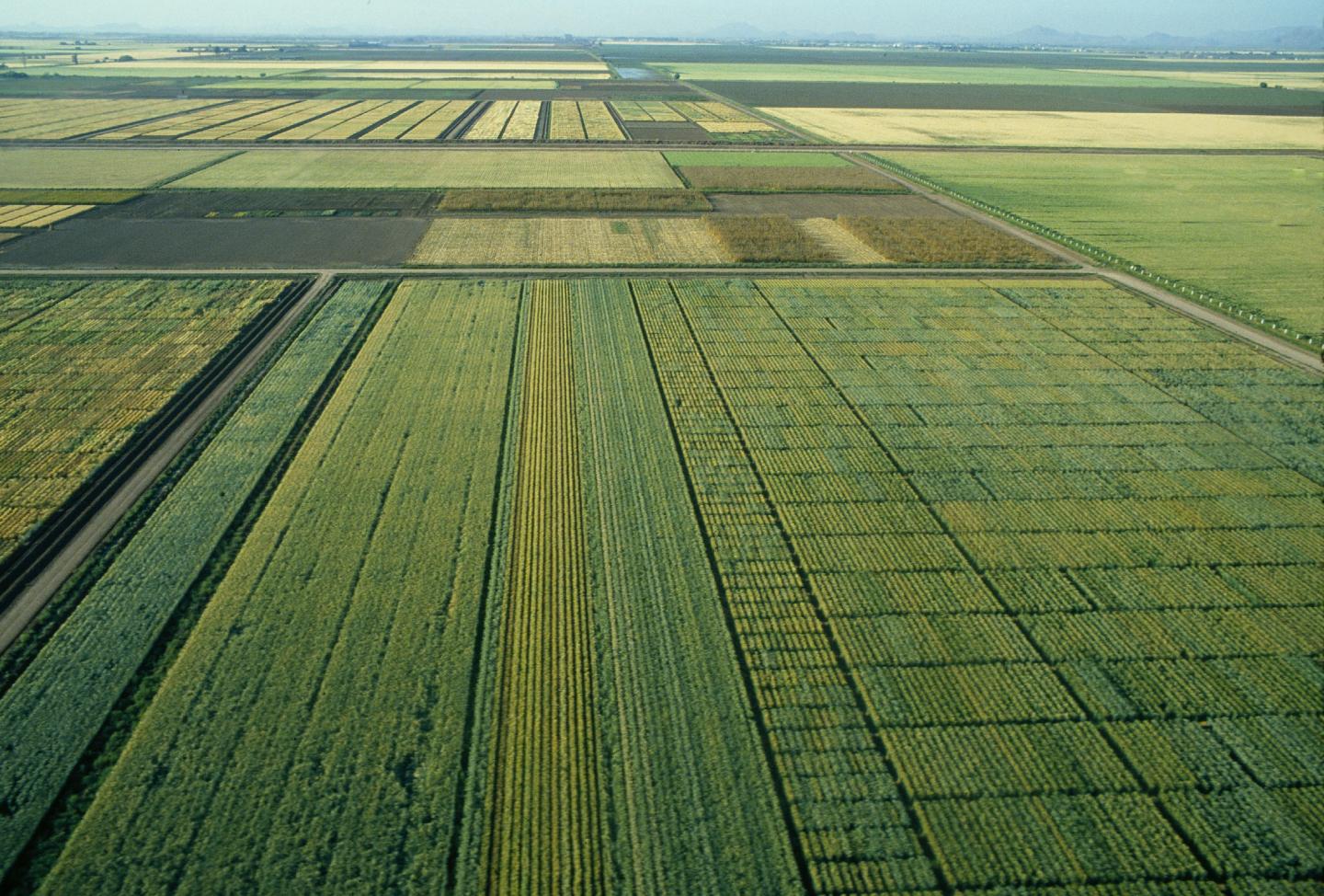 Wheat Fields