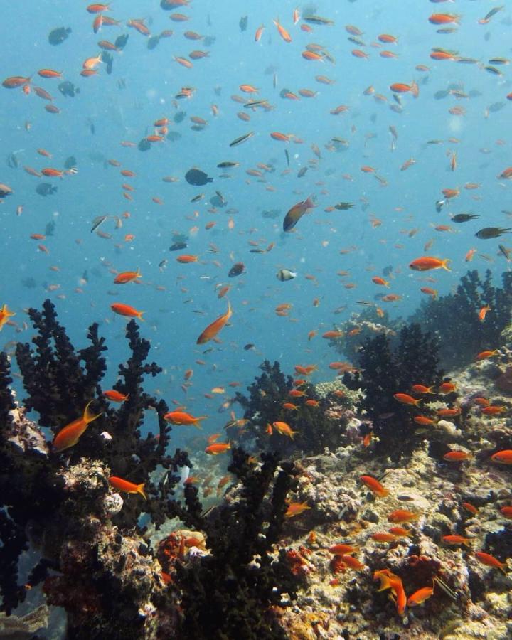 Plankton-feeding fishes often dominate the fish assemblage on oceanic coral reefs.  (1)