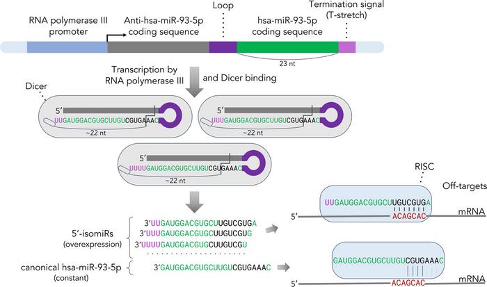 Formation of microRNAs by the [IMAGE] | EurekAlert! Science News Releases