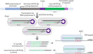 Formation of microRNAs by the Dicer enzyme, depending on the sequence length