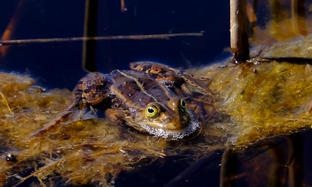 The Pool Frog Adapts Its Growth to Sweden's Cold Temperatures