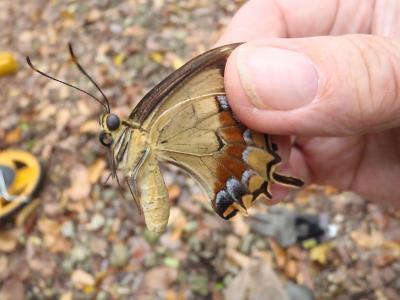 Schaus Butterfly