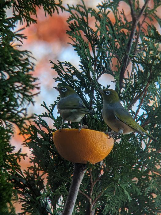 Tauhou/silvereye birds