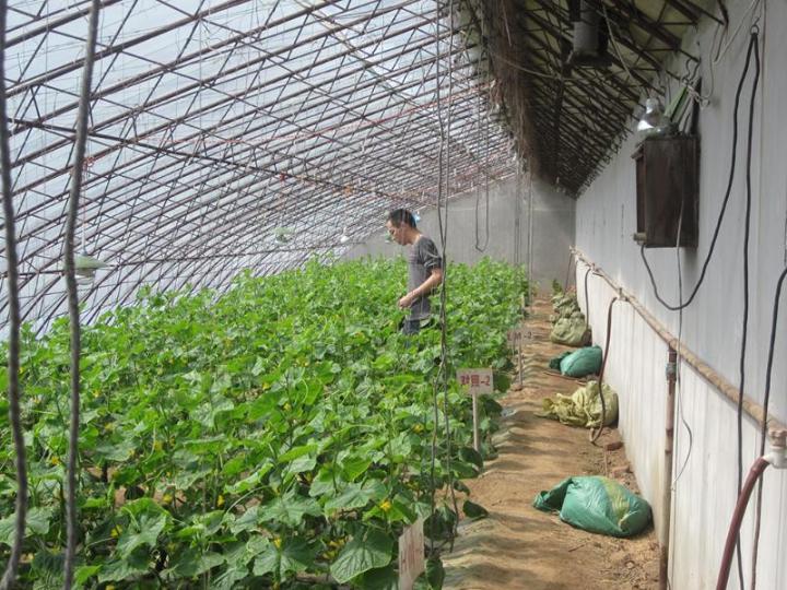 Manure Applications Elevate Nitrogen Accumulation and Loss