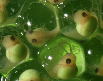 Red-eyed Treefrog Eggs