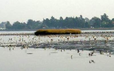 Hybrid Spartina Displacing Foraging Shorebirds On a San Francisco Bay Mudflat