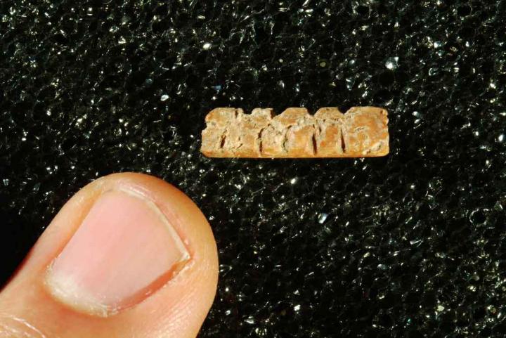 Ancient Teeth Inform Humans' Arrival in Europe (7 of 8)