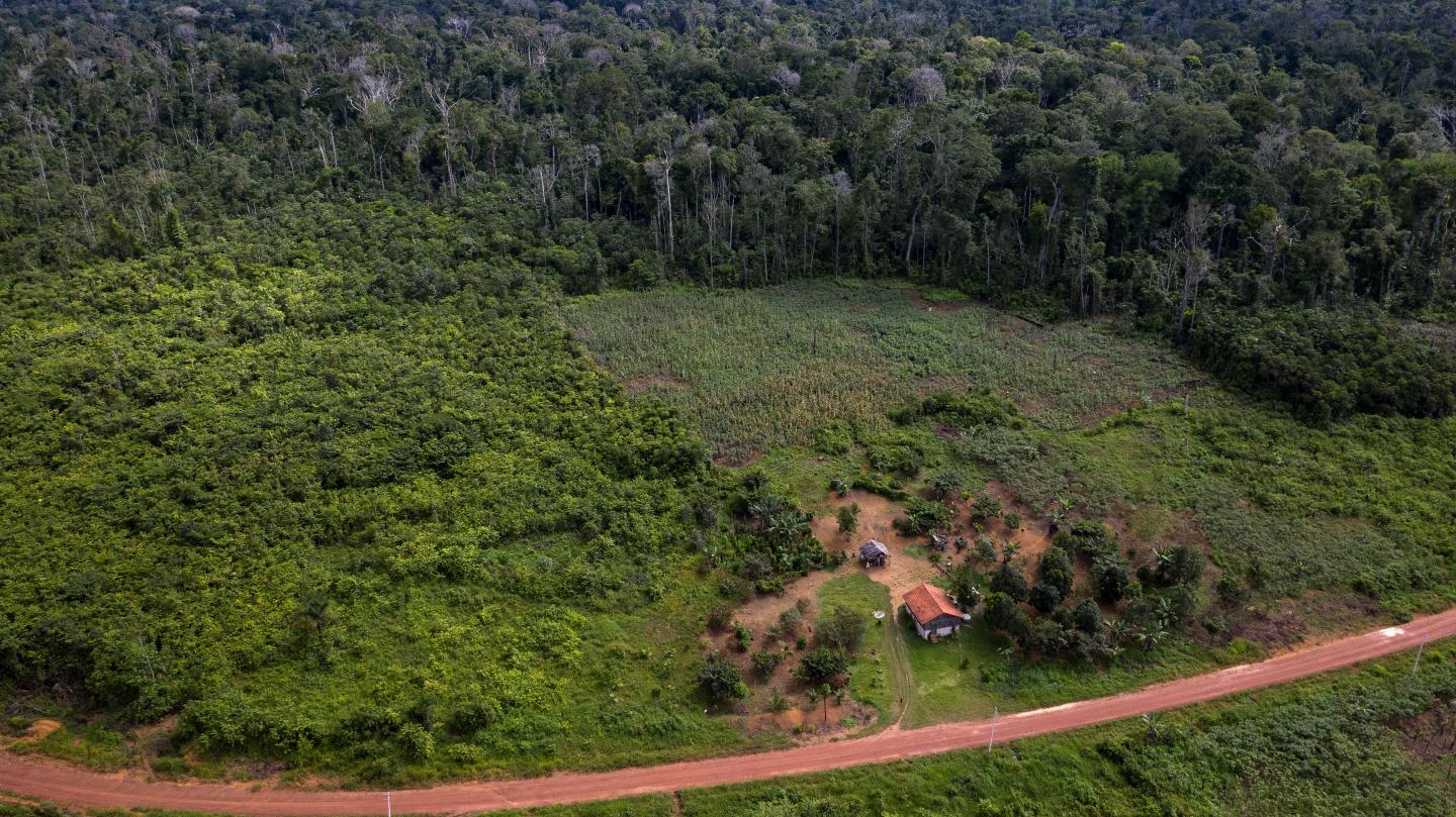 "Many secondary forests in the Amazon are part of the farm-fallow cycle and are short lived
