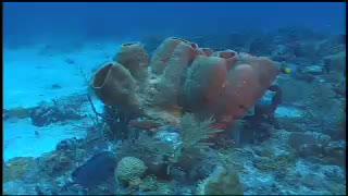 Underwater Coral & Sponge