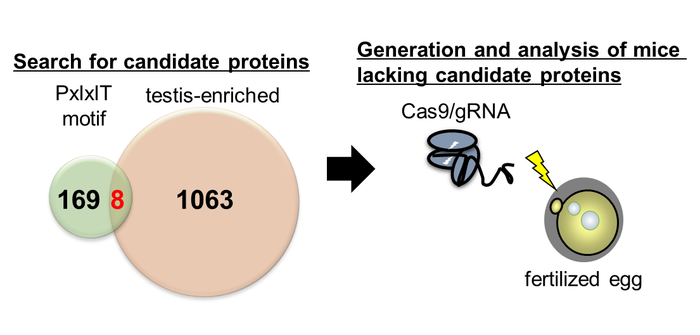 Figure 1. Search for calcineurin-interacting proteins