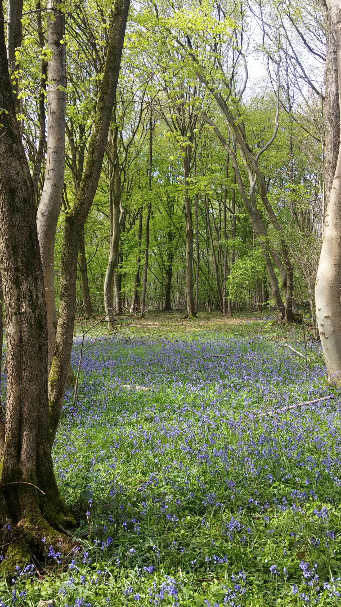 Bluebell