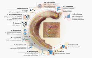 Integrating data from different experimental approaches into one model is challenging – this study presents a community-based, full-scale in silico model of the rat hippocampal CA1 region that integrates diverse experimental data from synapse to network