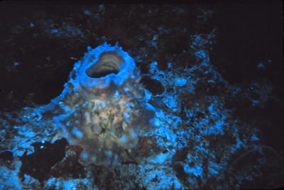 Sponge on a Reef [IMAGE] | EurekAlert! Science News Releases