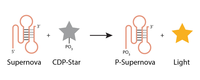 Supernova: a deoxyribozyme that catalyzes a chemiluminescent reaction