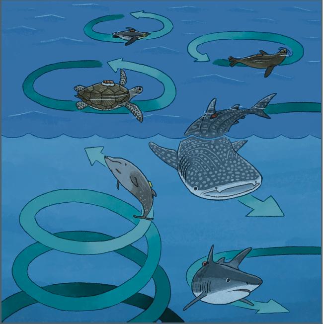 circling sea creatures