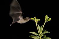 Nectar-feeding bat visiting a bat-pollinated flower. Some of these plants developed echo reflectors to attract bats.