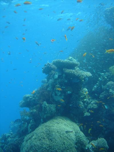 Coral Reef in Gulf of Aqaba