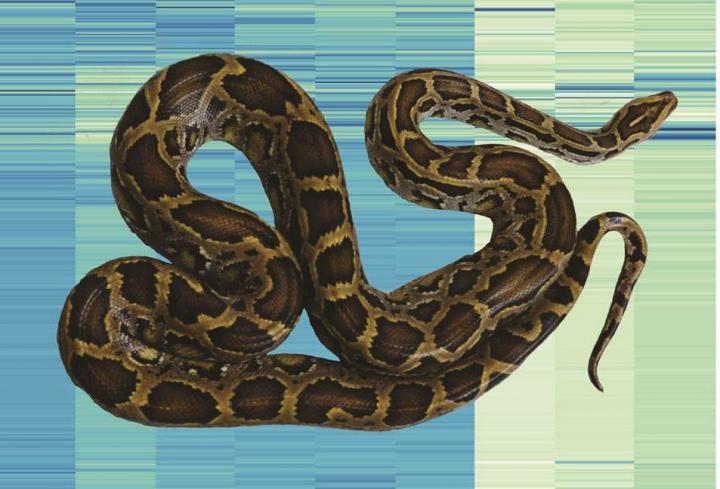 Gene Expression in Burmese Pythons