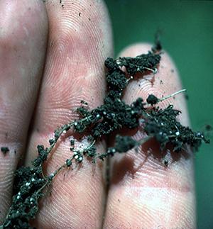 Hschachtii on cabbage roots