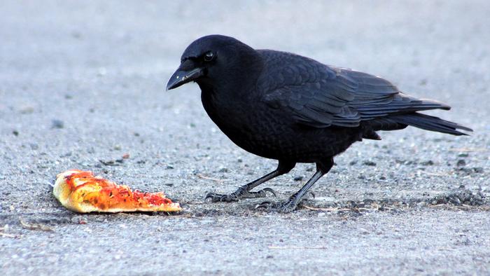 Crow with pizza