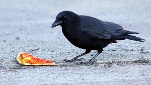 Crow with pizza