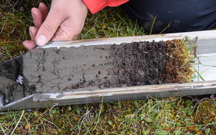 In the bore sample, the dark colour denotes mineral soil, the brown/green organic matter, mostly moss.