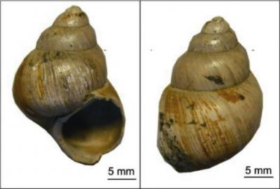 Carbonate Shells of the Freshwater Gastropod <I>Viviparus lentus</I>