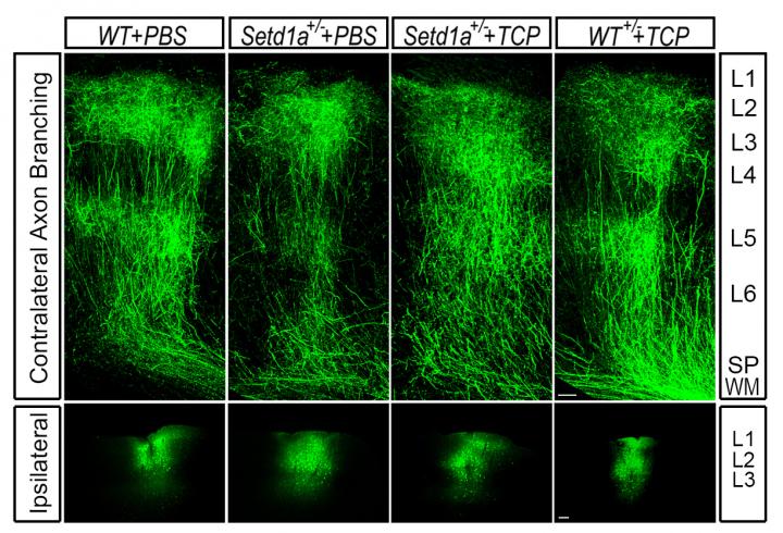 Inhibition of LSD1 Activity in Adulthood Counteracts the Effects of Setd1a Deficiency